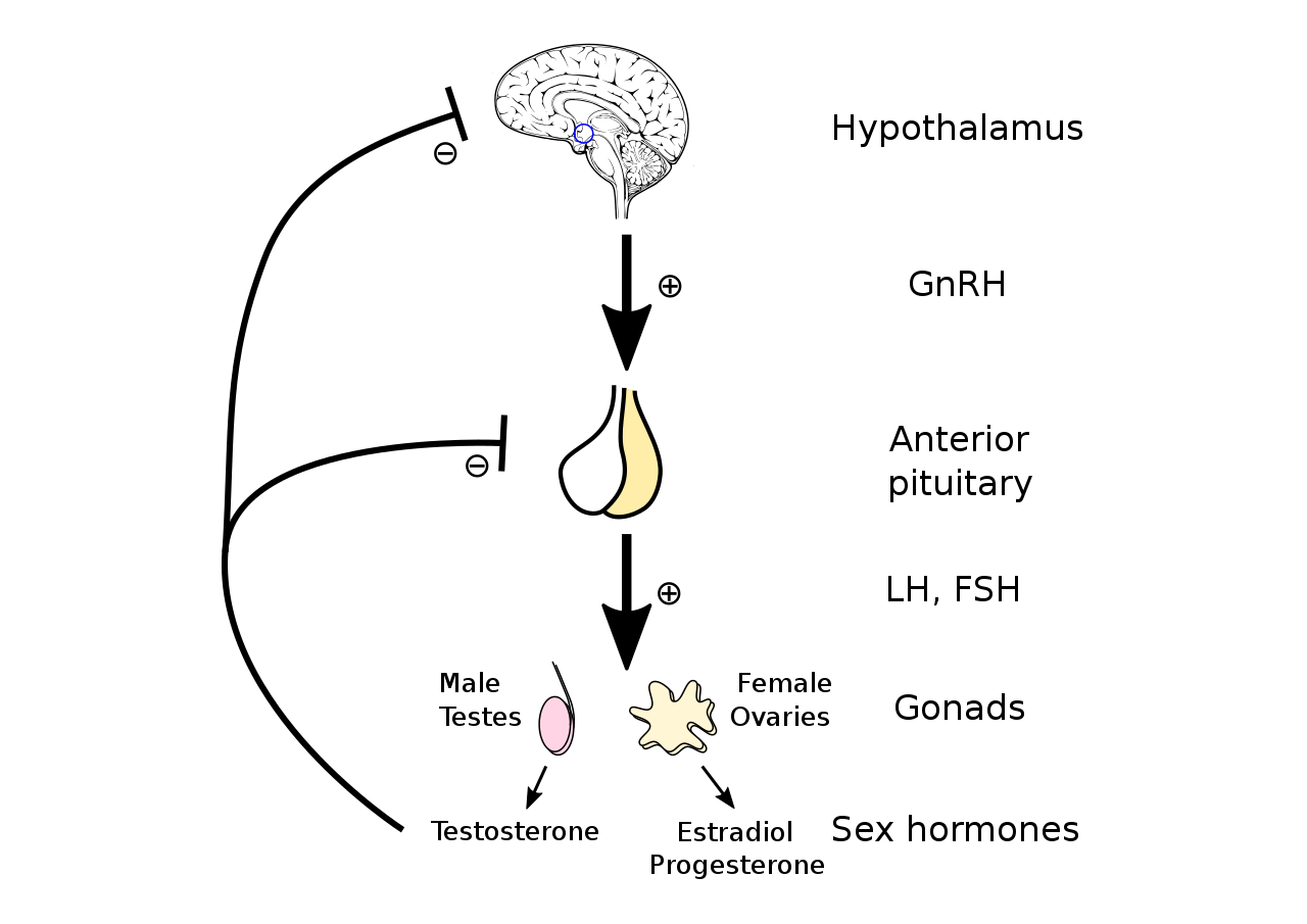 CBD Oil And Hormones The Effects On The Endocrine System And Women's